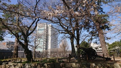 令和３年も小倉城から桜の代紋とソメイヨシノ桜🌸