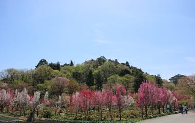 魚津天神山公園の花桃