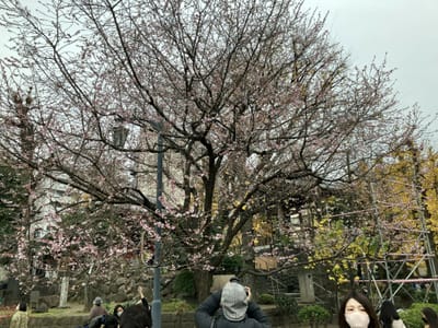 🌸「冬桜」浅草寺境内
