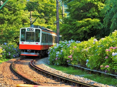 2022年7月1日の紫陽花と箱根登山鉄道(大平台駅近辺)