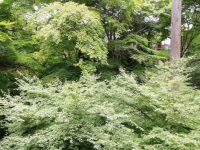 偃月橋（えんげつきょう）の青紅葉　　　東福寺②-5  (乗り物と緑が美しい寺社巡りツアー２日目 )    2022年6月18日
