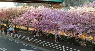 河津桜と菜の花　５ー１    ２つの半島花巡り日帰りツアー    2023年２月26日