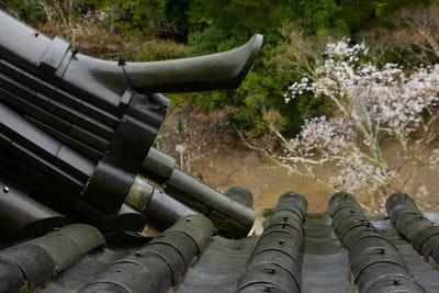 伊賀上野城（三重県）の桜2023_06