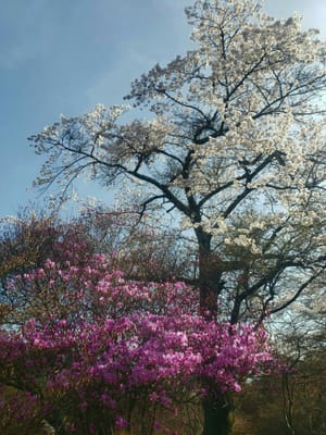 桜とミツバツツジ
