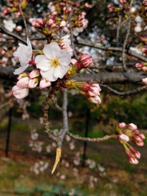 桜　🌸