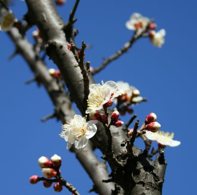 もうすぐ雪解け、北海道では梅と桜が同時に　2