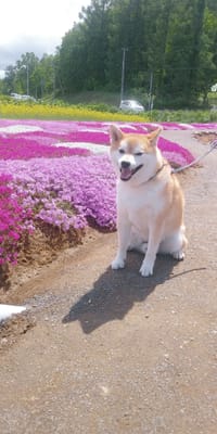 芝桜🌸と柴犬君🐕️