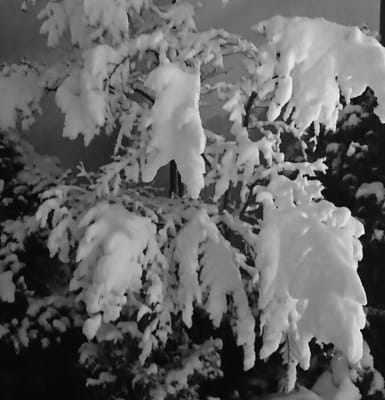 先日の”関東の大雪”での造形美