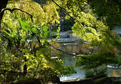 金沢自然公園の紅葉 ： 森の魅力あふれる自然公園を満喫！