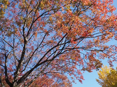 白川公園の秋模様３