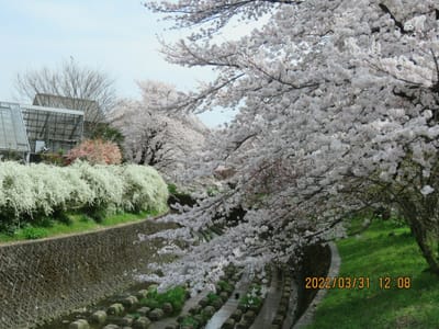 地元所沢東川の桜満開