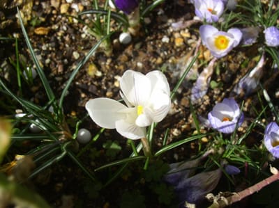 クロッカスの純白は消滅してしまった　マーブル柄の本咲きの蕾