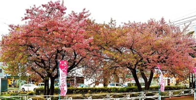 　<お気に入り>　🌸 三浦市 "三浦海岸桜まつり" 🌸