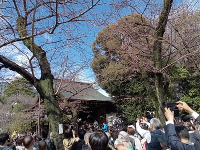 靖国神社のソメイヨシノ桜🌸の東京都標準木開花宣言