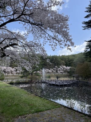 室山池の桜