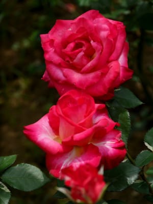 ✿　横浜市こども植物園のバラを観賞！　✿