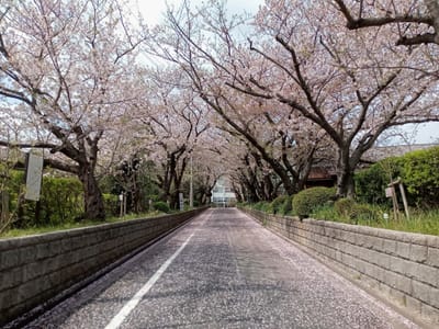 例年撮影しているロケ地のソメイヨシノ桜🌸トンネル