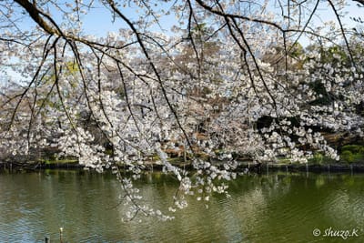 井の頭公園の桜・・・２