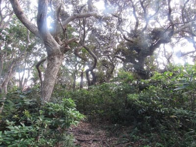 式根島の樹林