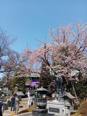 川口　密藏院桜