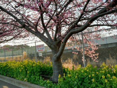 河津桜と菜の花　　 ５ー３    ２つの半島花巡り日帰りツアー    2023年２月26日