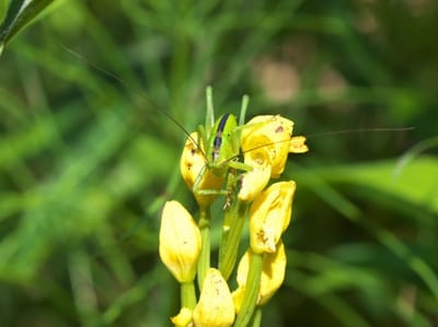 キンランの花を食べるキリギリス？の幼虫