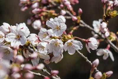 発電所の前の桜　日曜日は三分咲きぐらい？