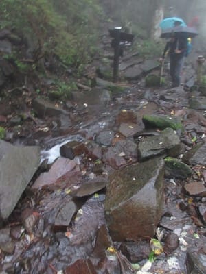 飛竜の滝手前は、2019年の台風以降、登山道が沢になってます