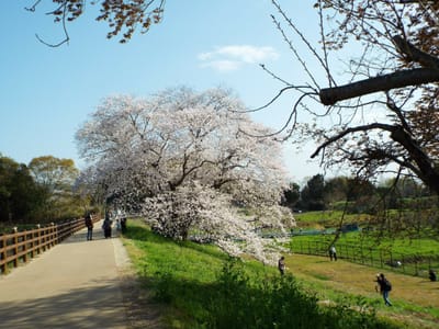 幾坂池の一本桜