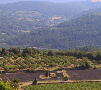 南フランス・Provenceの山の中のラベンダー畑