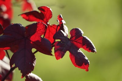 葡萄の葉の紅葉