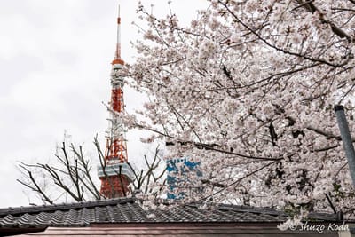 「桜と増上寺と東京タワー」 その４