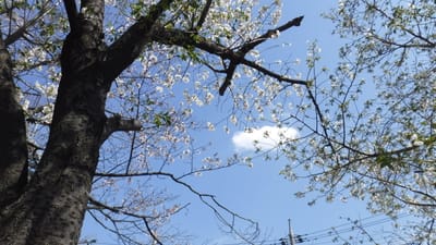 雲ひとつ　桜に見とれ　置いてきぼり
