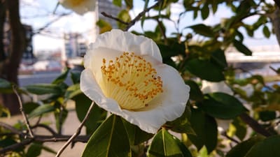熊本市の花　椿