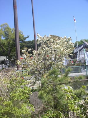 岡崎市上地八幡宮　鬱金（ウコン）桜と八重咲　松月桜(・・?