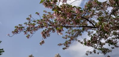 サクラと交代　4月のお花たち　　
