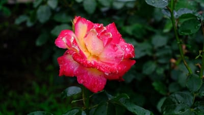 雨上がり･･･紫陽花も良いけど、薔薇もね！いつもの公園（相模原北公園）