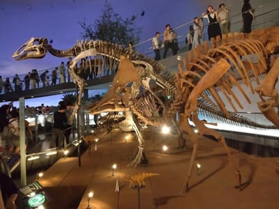 恐竜博物館（４枚組）