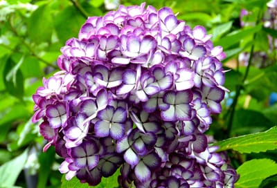 蝶々の紫陽花