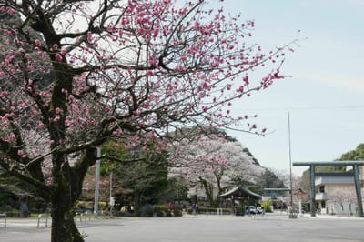 早咲き一本桜「鵜飼桜」