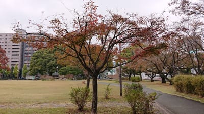 熊本市 中央区 白川公園