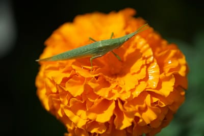 花と昆虫
