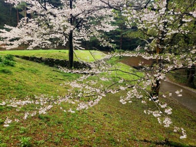 桜咲く足立公園