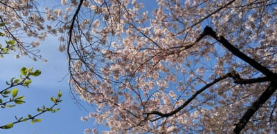 4月の桜