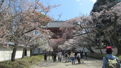 醍醐寺のサクラ2021