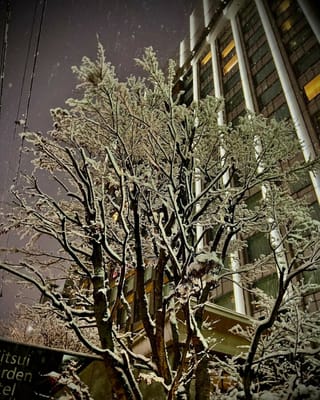 雪の六本木