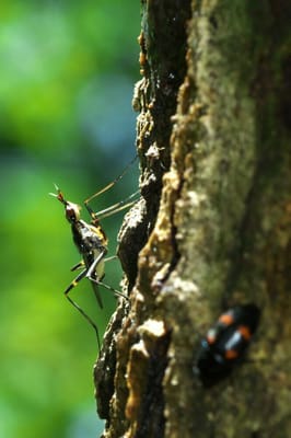 見るからに精悍な昆虫はホシアシナガヤセバエ