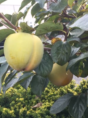 桃のようなこの柿の種類は？