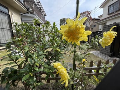 国華金山　大輪の黄色い菊の花