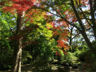 雀宮公園の紅葉と黄葉